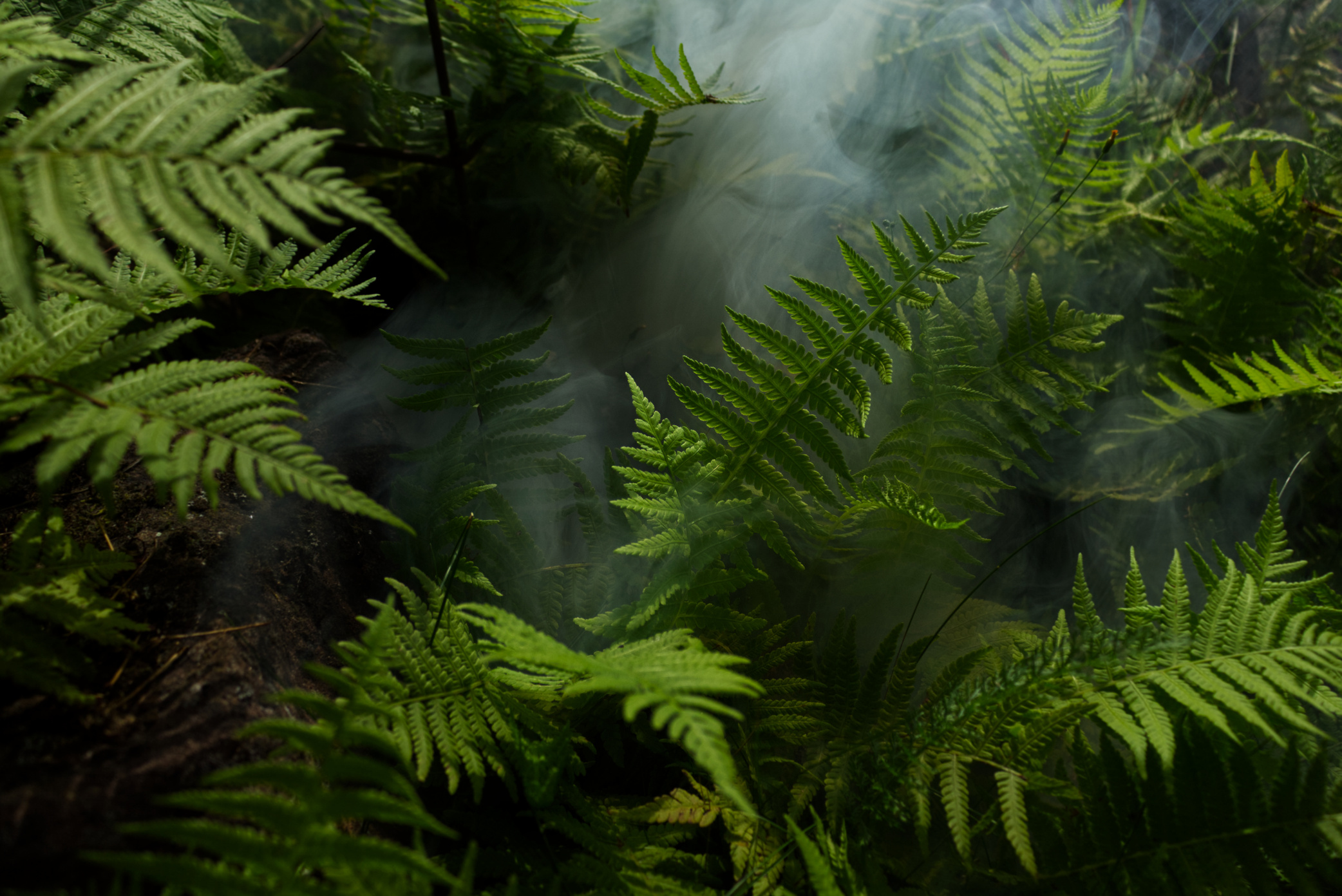 Photo of Fern Plants